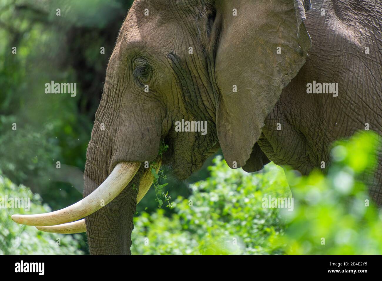 A foot, tent and jeep safari through northern Tanzania at the end of