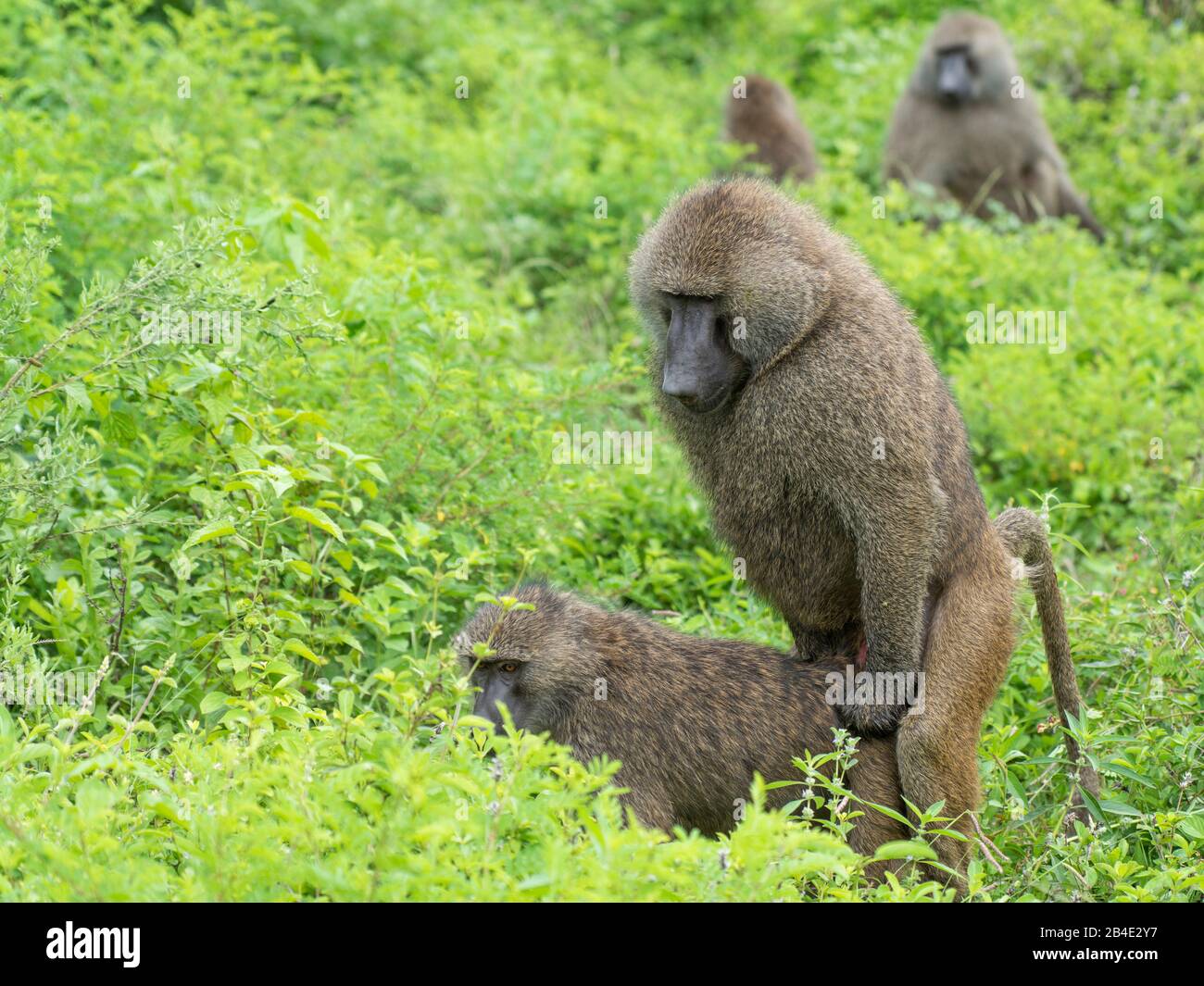 Arusha and lake manyara baboons at the mating hi-res stock photography and images