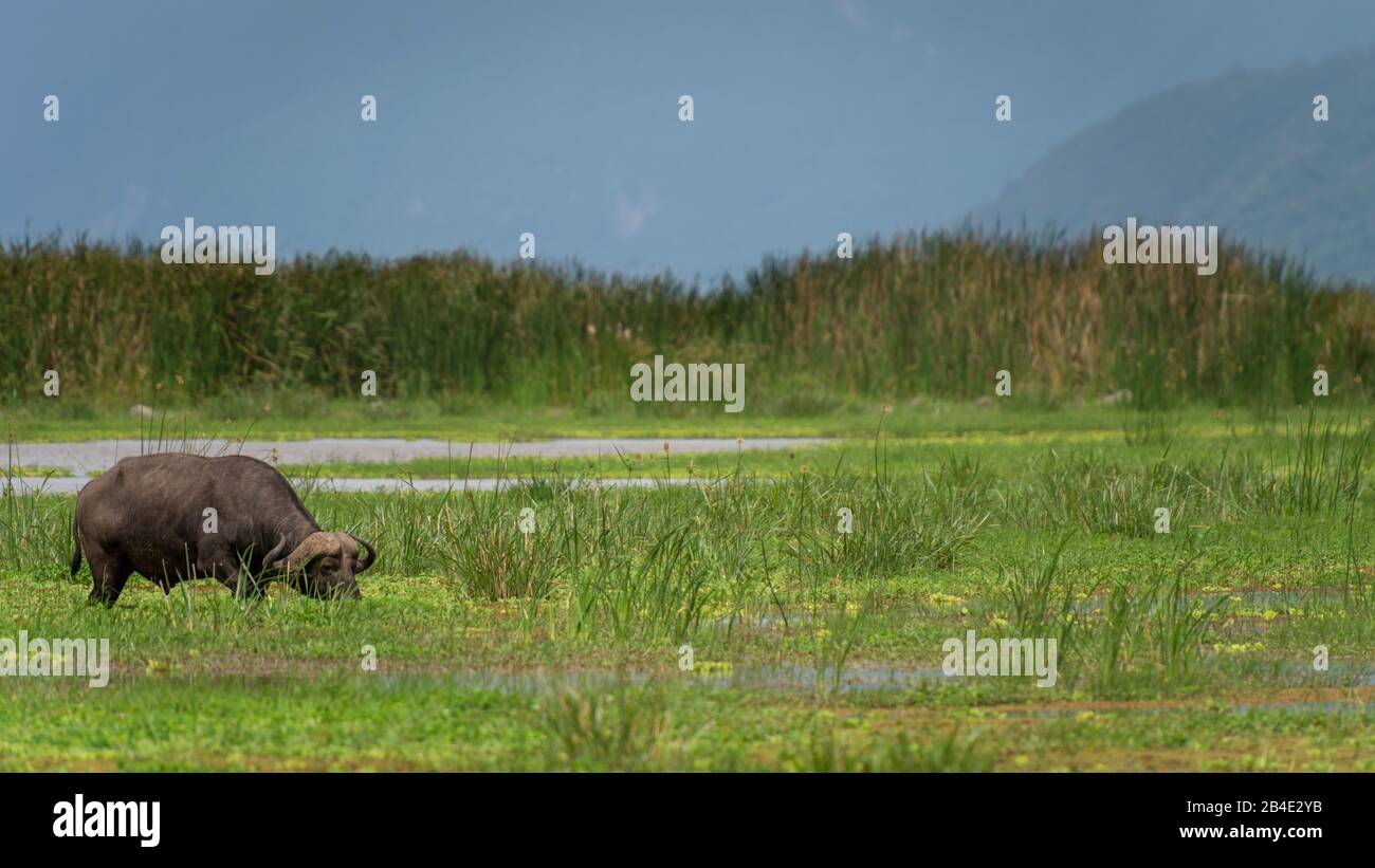 A foot, tent and jeep safari through northern Tanzania at the end of