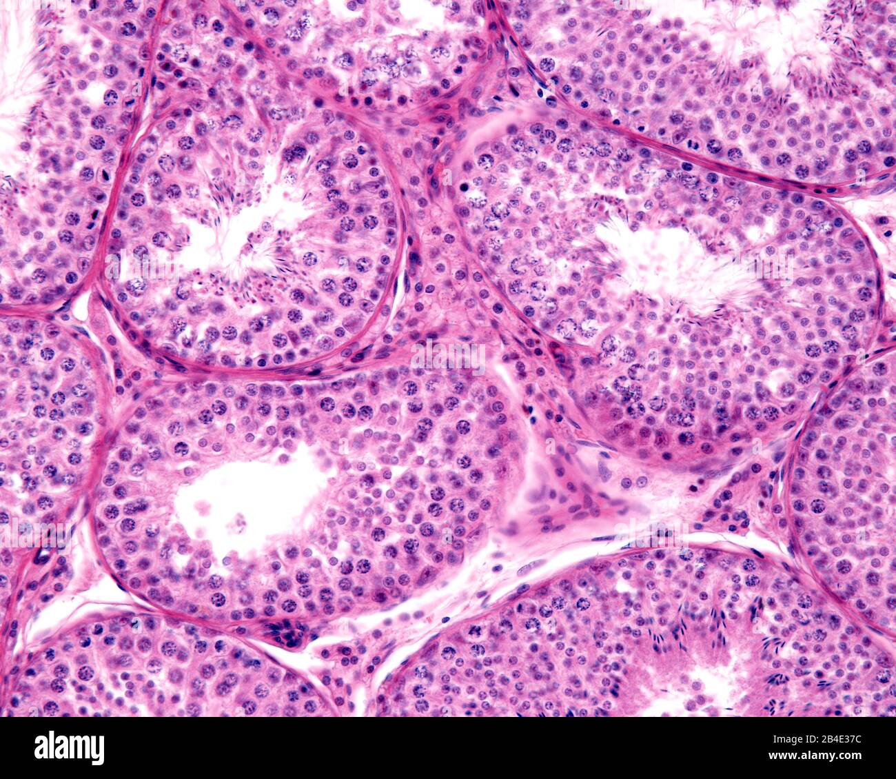 Seminiferous tubules of human testis. Male germinal epithelium shows spermatogonia, spermatocytes in meiosis, spermatids, and spermatozoa with tails p Stock Photo
