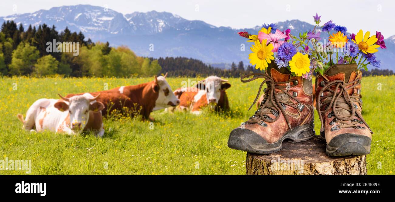 Wanderschuhe mit Blumen in schöner bayerischer Landschaft [M] Stock Photo -  Alamy