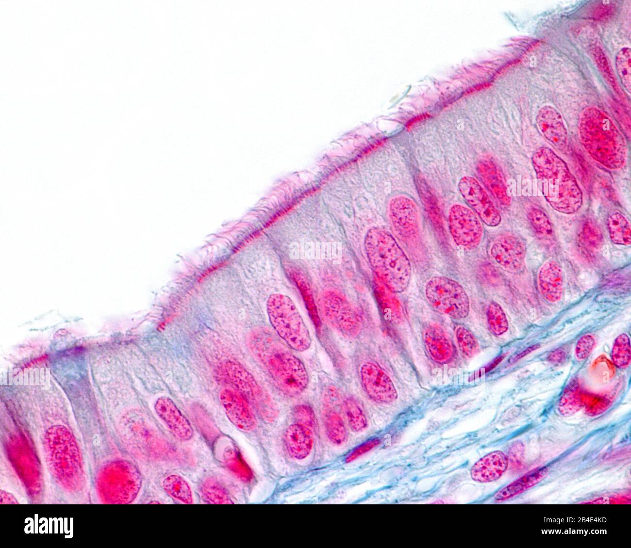 Respiratory prismatic ciliated pseudostratified epithelium. The apical border of the epithelium has a layer of cilia supported in their basal bodies. Stock Photo