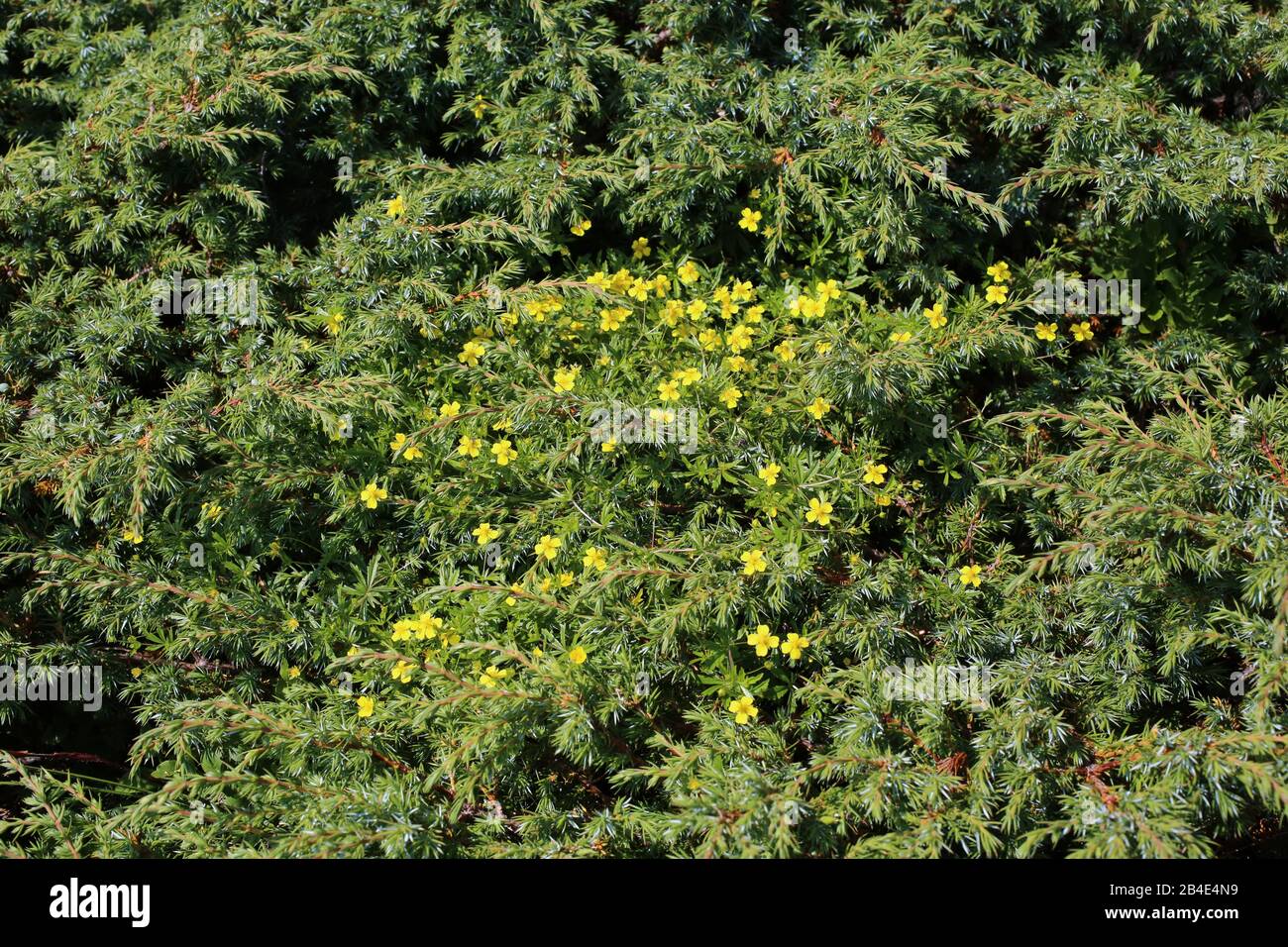 Potentilla erecta - Wild plant shot in summer. Stock Photo