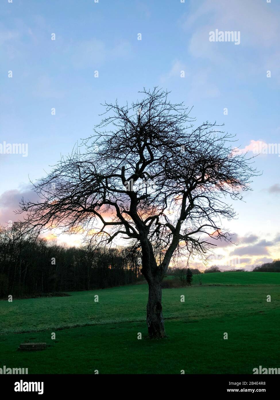 Baum; Als; Alsen; Insel; Landschaft; Dänemark Stock Photo