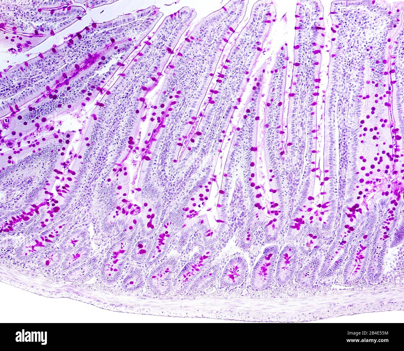 Light micrograph of goblet cells stained with the PAS technique. They are located in the epithelium lining the villi of the small intestine. The stria Stock Photo