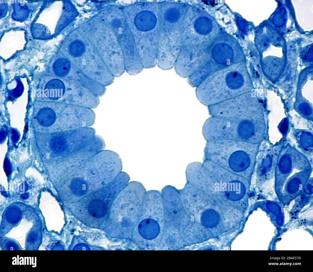 Cross section of a collecting duct, located in the medullary region of the kidney. It is lined by a simple columnar epithelium. Stock Photo