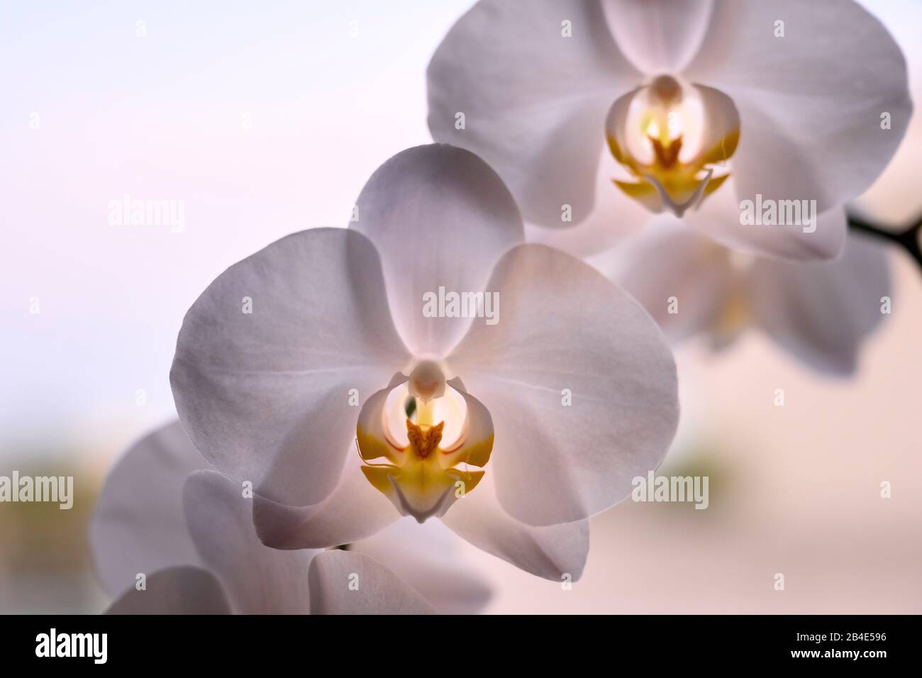 Atmospheric orchid hi-res stock photography and images - Alamy