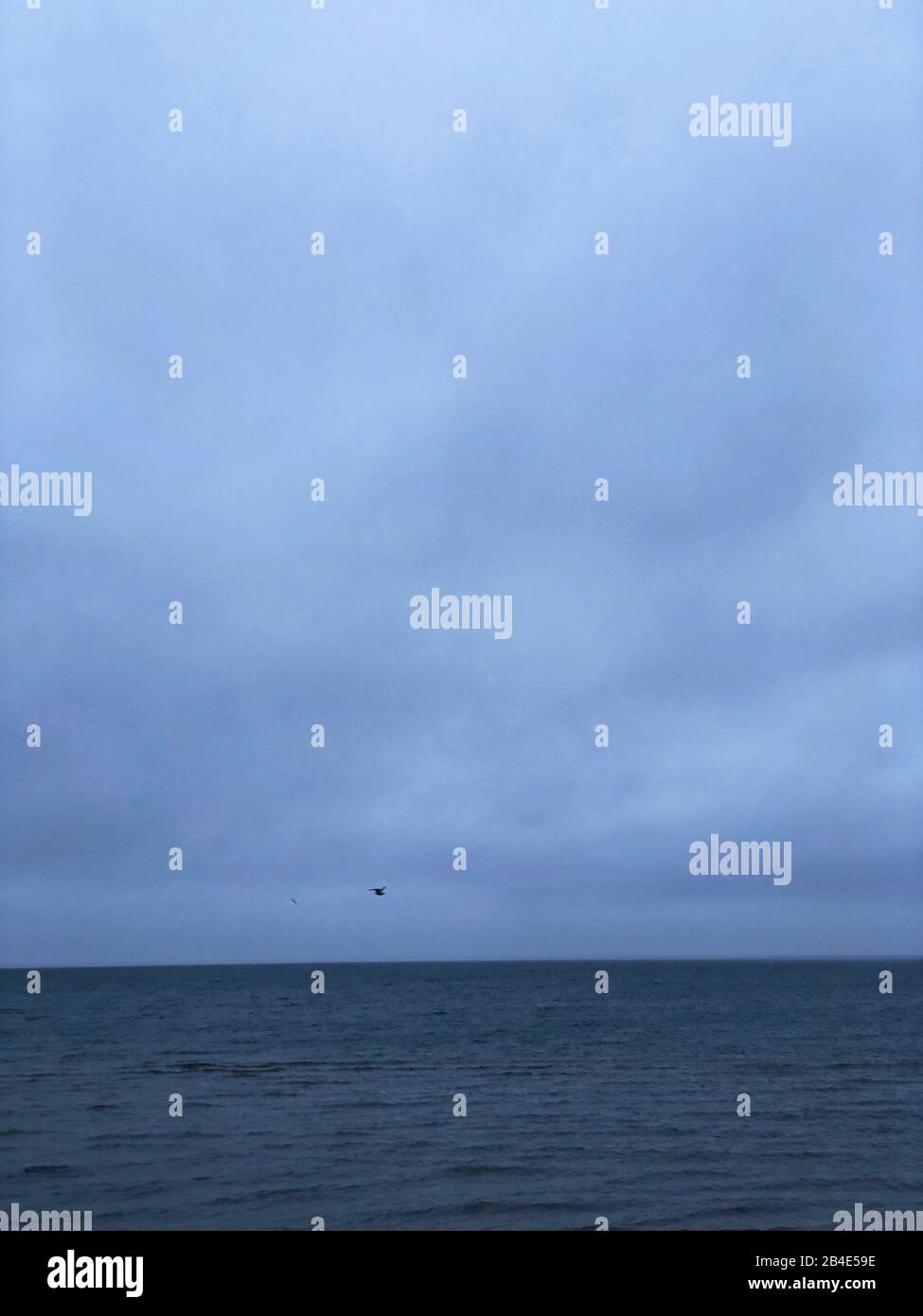 Meer; Vogel; Als; Alsen; Insel; Landschaft; Dänemark Stock Photo