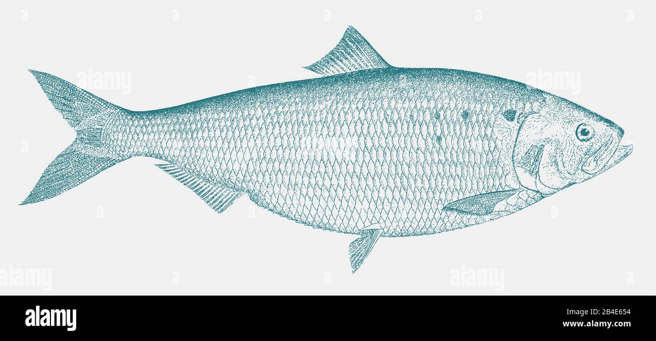Female american shad, alosa sapidissima, a fish from the north atlantic ocean in side view Stock Vector