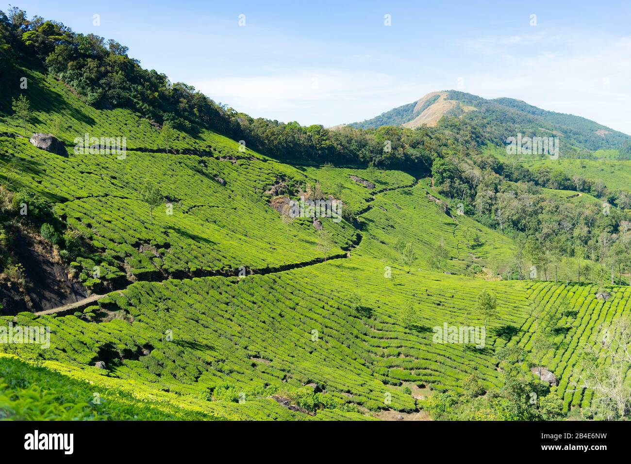 India tea plantation aerial hires stock photography and images Alamy
