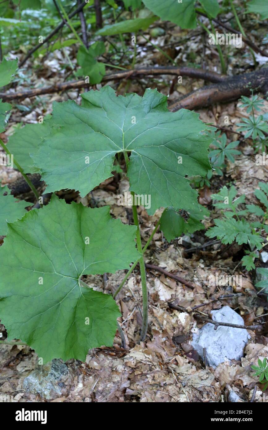 Petasites albus - Wild plant shot in summer. Stock Photo