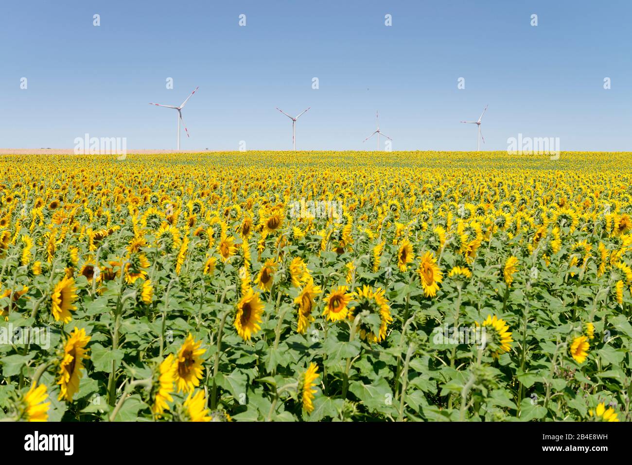 Windräder im Sonnenblumenfeld unter blauem Himmel Stock Photo