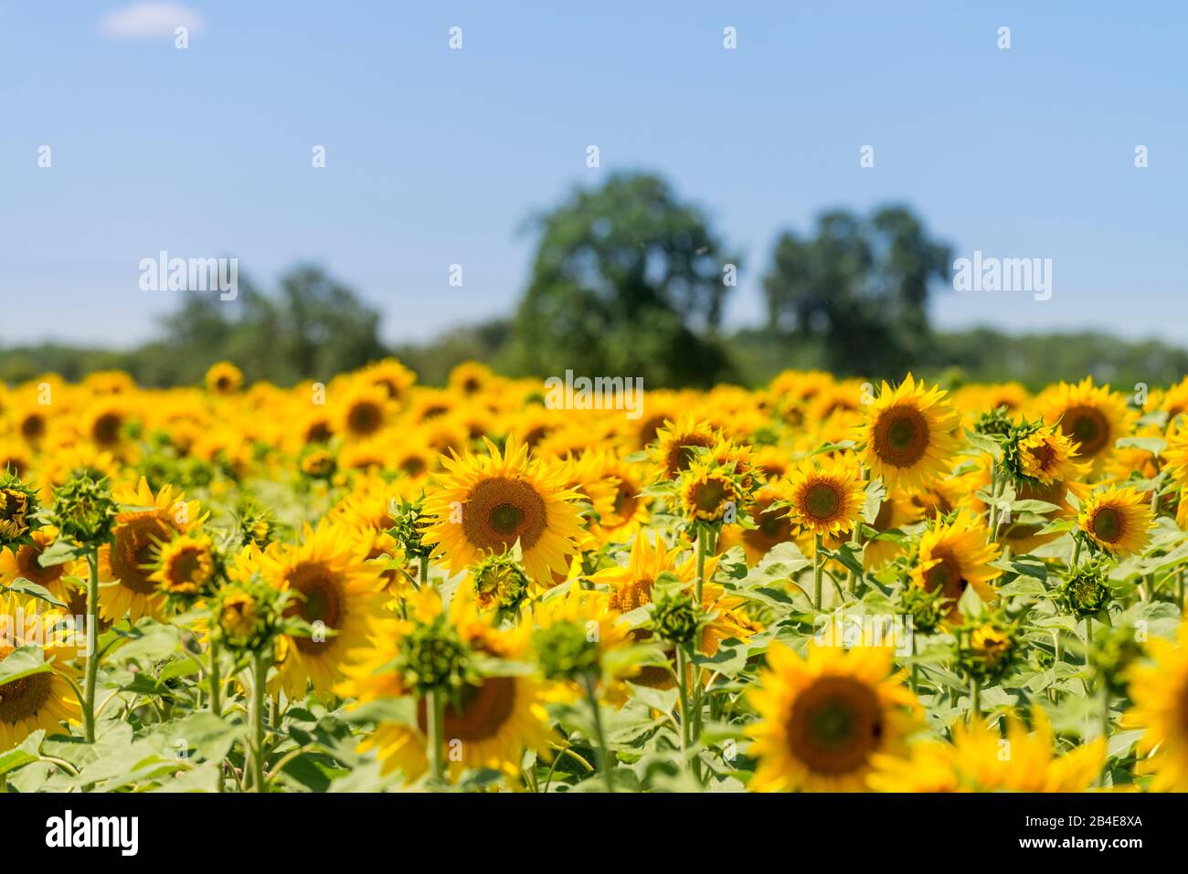Sunflower field under blue sky Stock Photo - Alamy