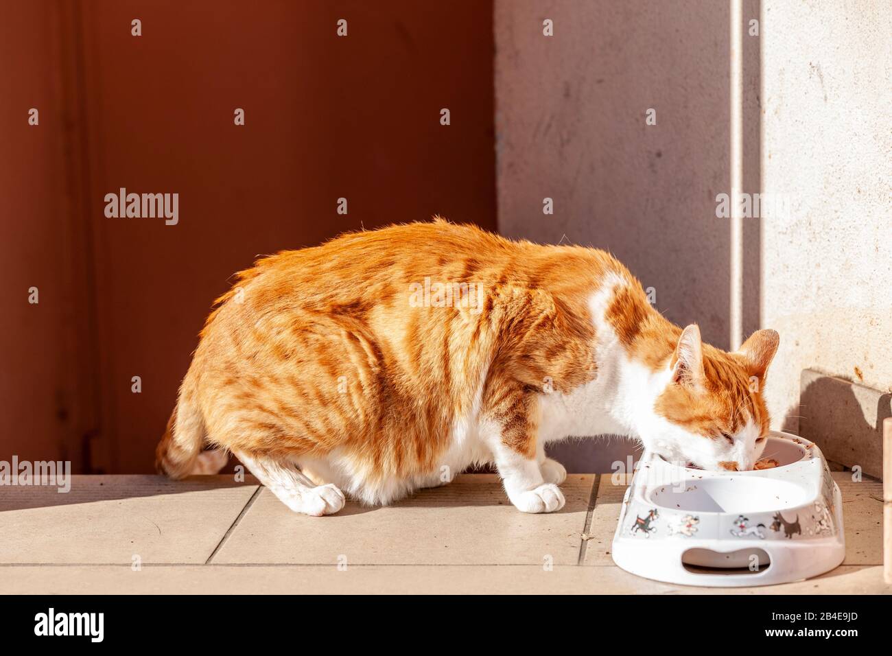 Cat eats from feeding bowl Stock Photo