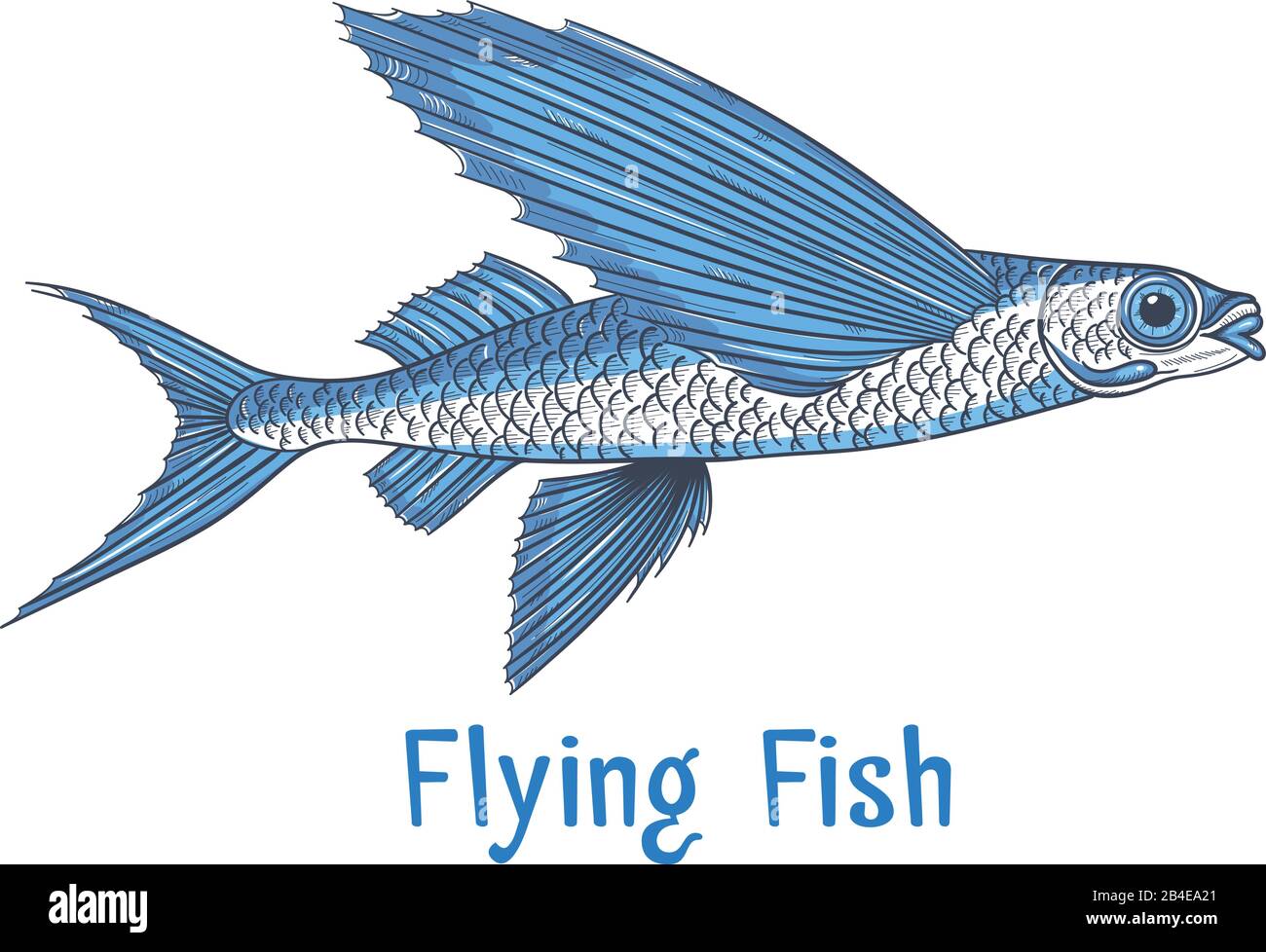 Exocoetidae or Flying fish hand drawing Stock Vector