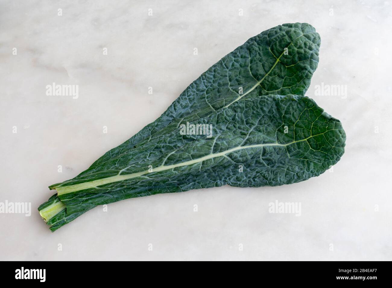 Lacinato Kale Leaves on White Marble Background: A group of fresh dinosaur kale leaves on a white marble table Stock Photo