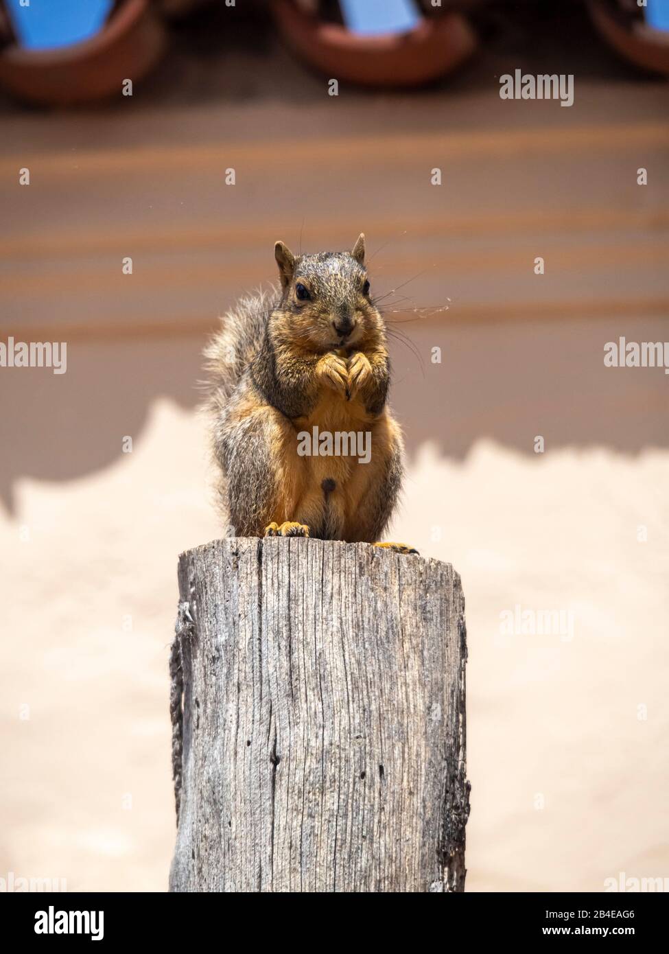 Eastern (Bryant’s) fox squirrel (sciurus niger), N. America’s largest tree squirrel. Native: eastern areas: cities and suburbs; pest in California. Stock Photo