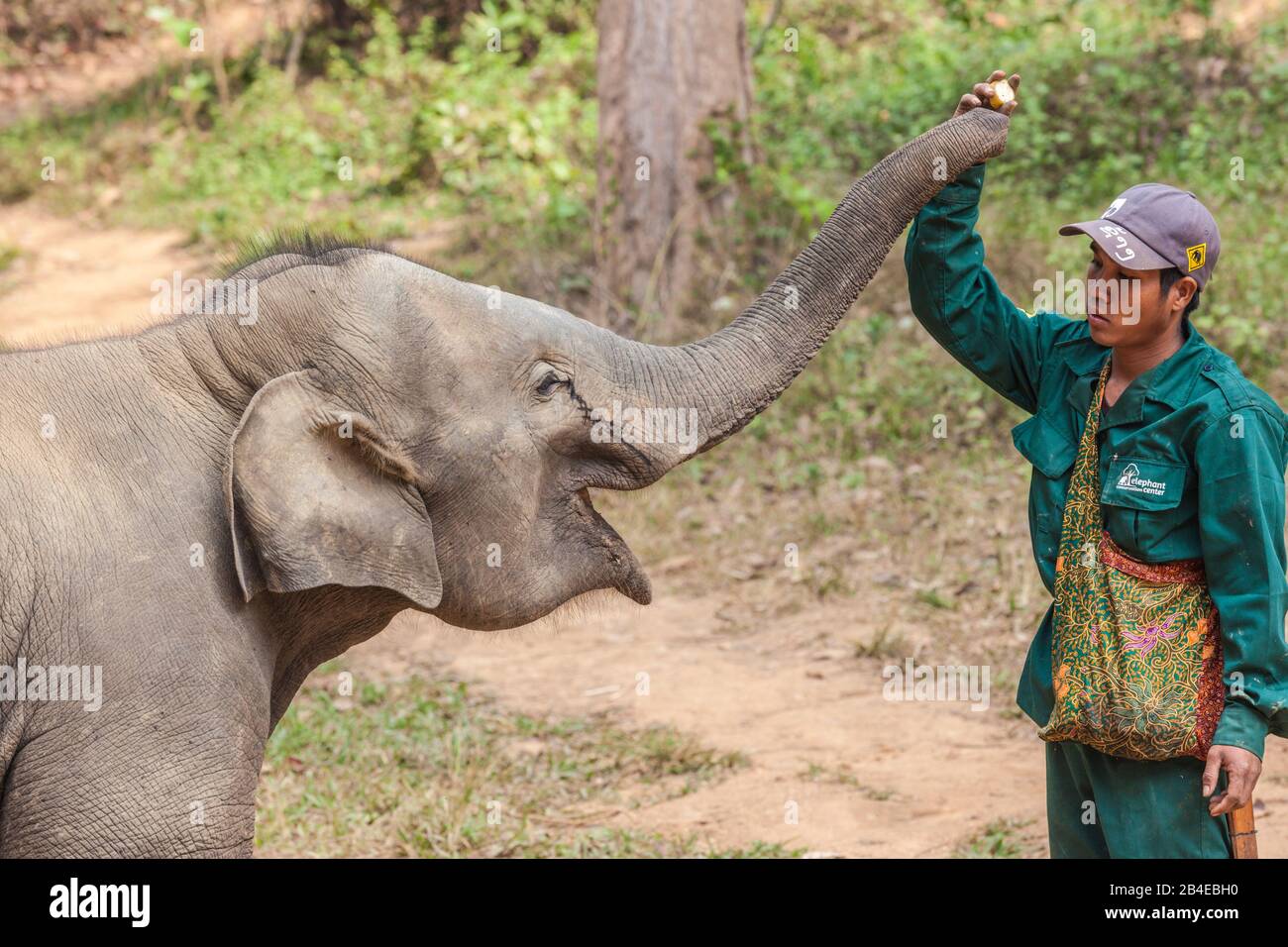 Laos, Sainyabuli, Elephant Conservation Center, mahout and Asian elephant calf, elephas maximus, MR-LAO-ECC-18-015 Stock Photo