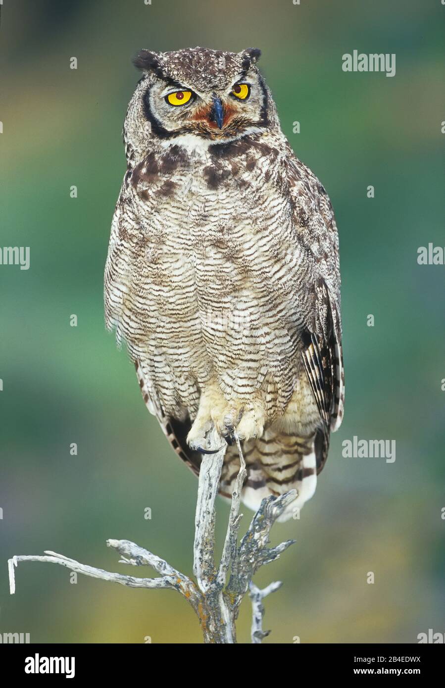 A Magellanic horned owl (Bubo magellanicus) sitting on the top of a tree, Torres del Paine National Park, Patagonia, Chile, South America Stock Photo
