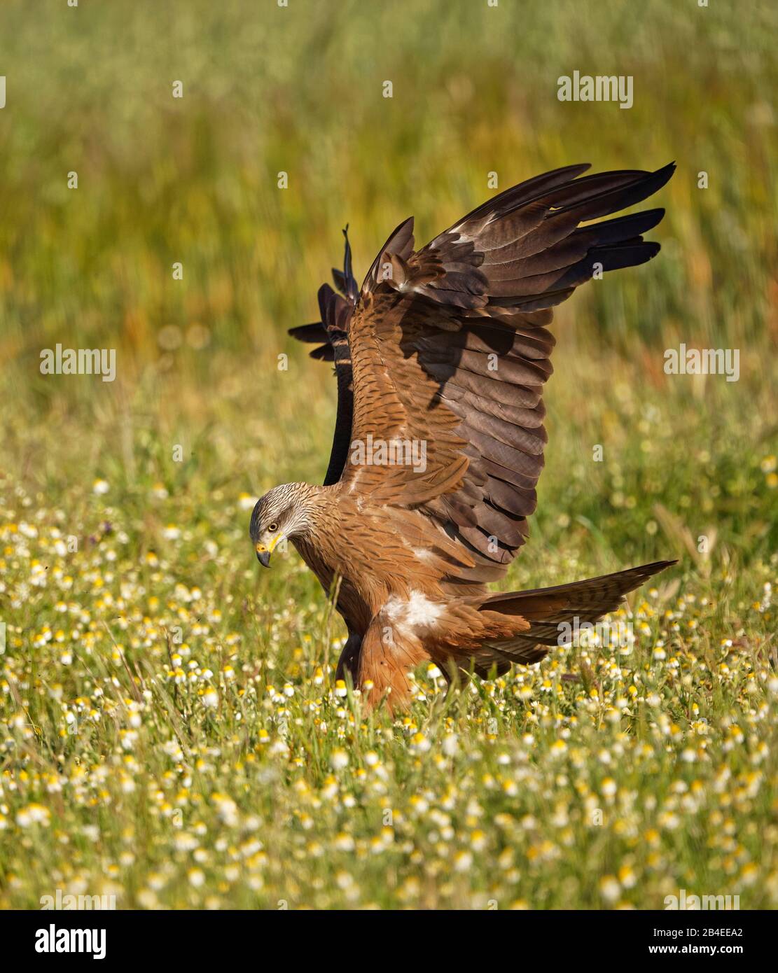 Black Kite (Milvus migrans), landing approach, Castilla-La Mancha, Spain Stock Photo