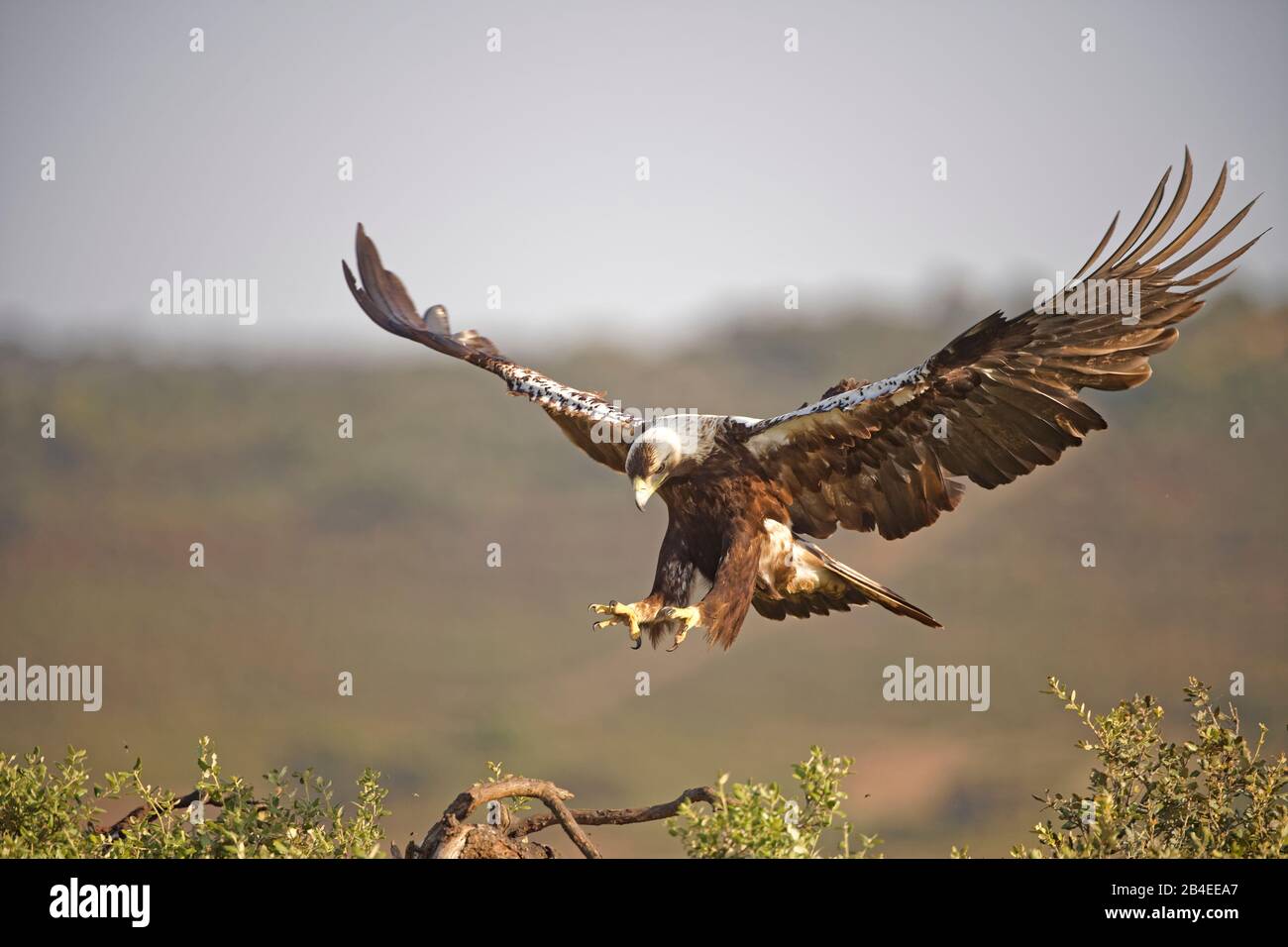 Spanish Imperial Eagle (Aquila adalberti) in landing approach, Extremadura, Spain Stock Photo