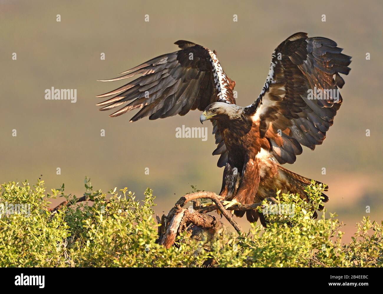 Spanish Imperial Eagle (Aquila adalberti) in landing approach, Extremadura, Spain Stock Photo