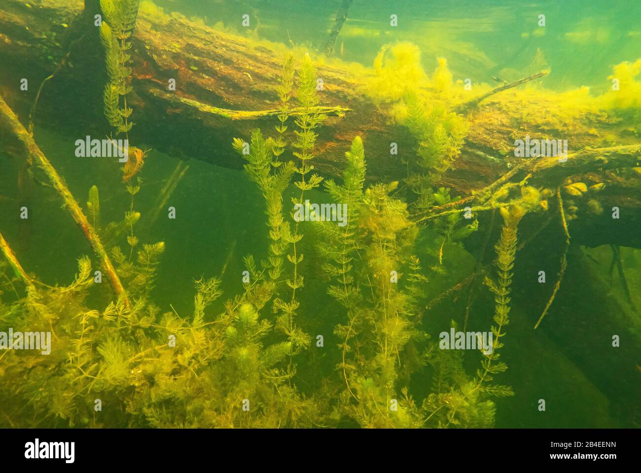 Underwater vegetation on the shores of Lake Salem, Lauenburg Lakes Nature Park Stock Photo