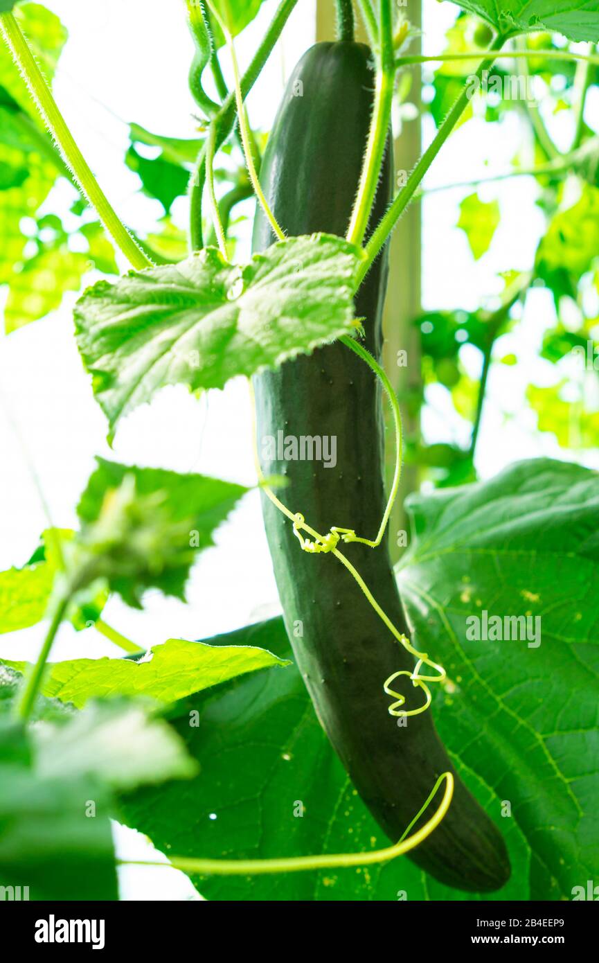 Cucumbers, home-grown Stock Photo