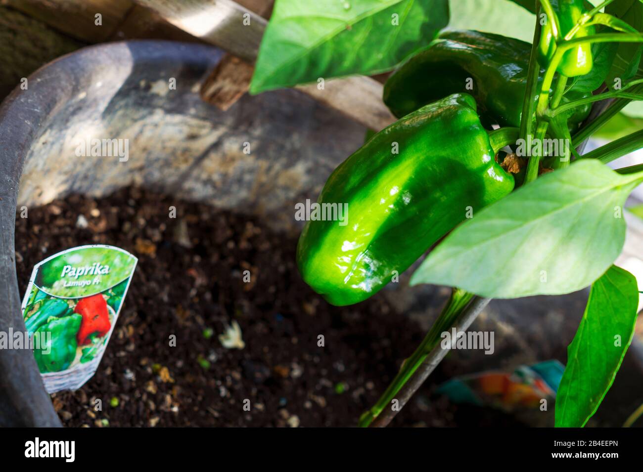 Bell peppers growing in hot garden hi-res stock photography and images ...