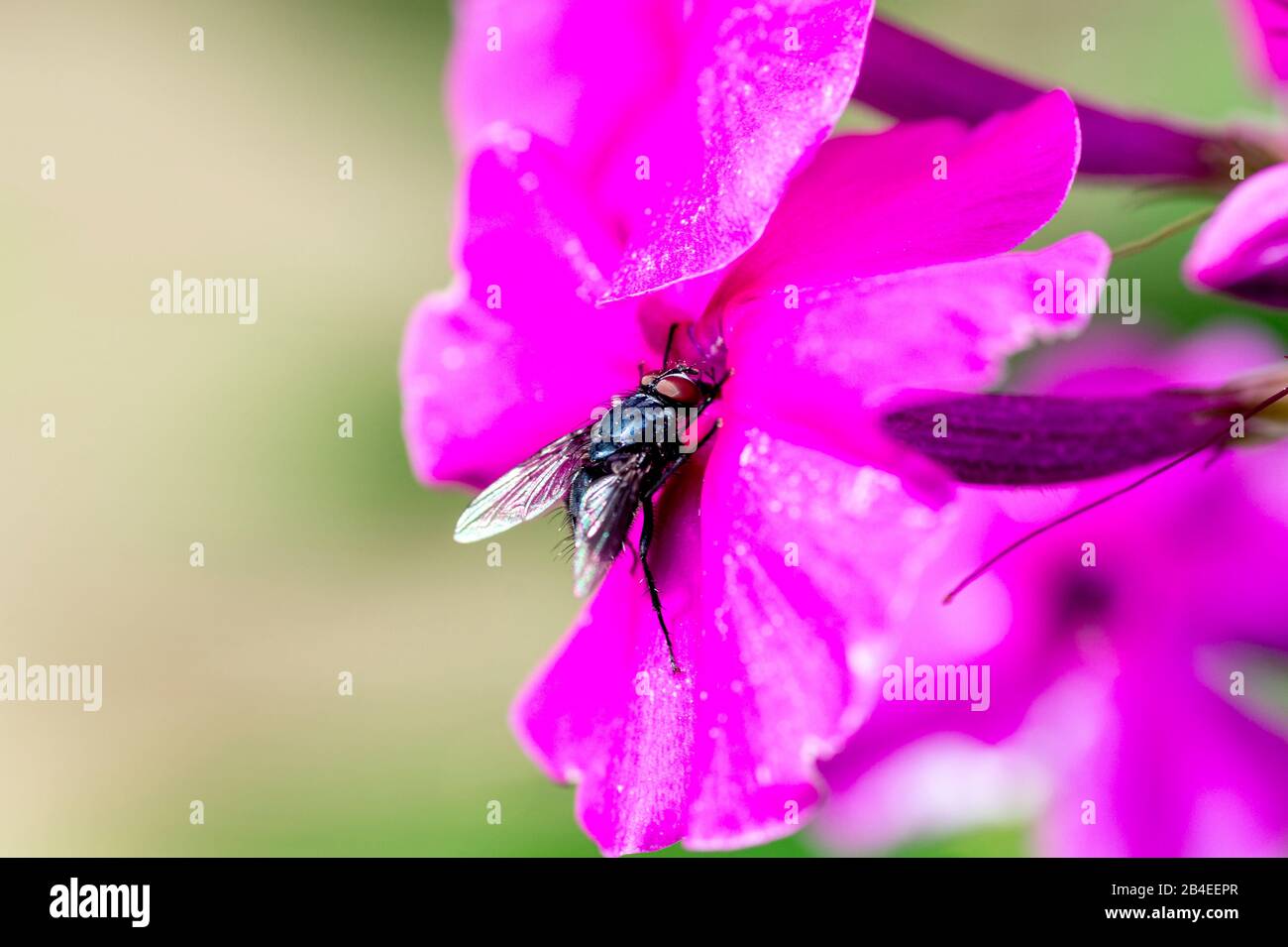 Fly, Plant, Bokeh Stock Photo