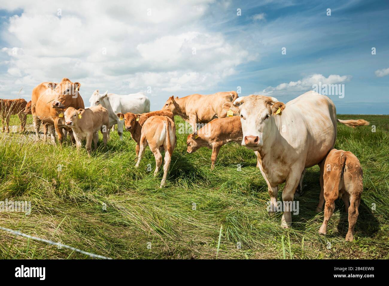 Agriculture, animal husbandry, herd of cows on pasture, cattle breed Charolais, with calves Stock Photo