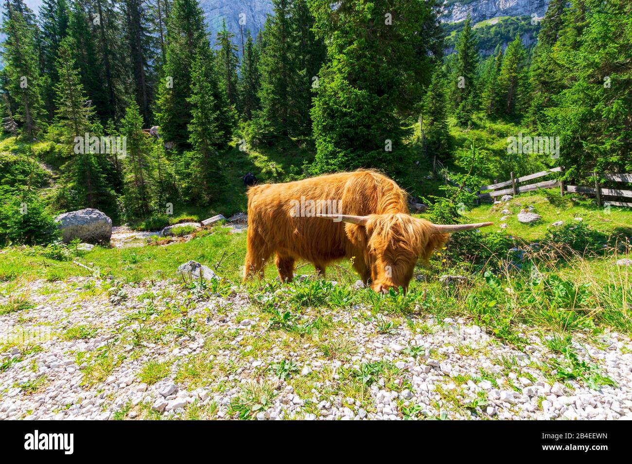 Highland cow on meadow hi-res stock photography and images - Alamy