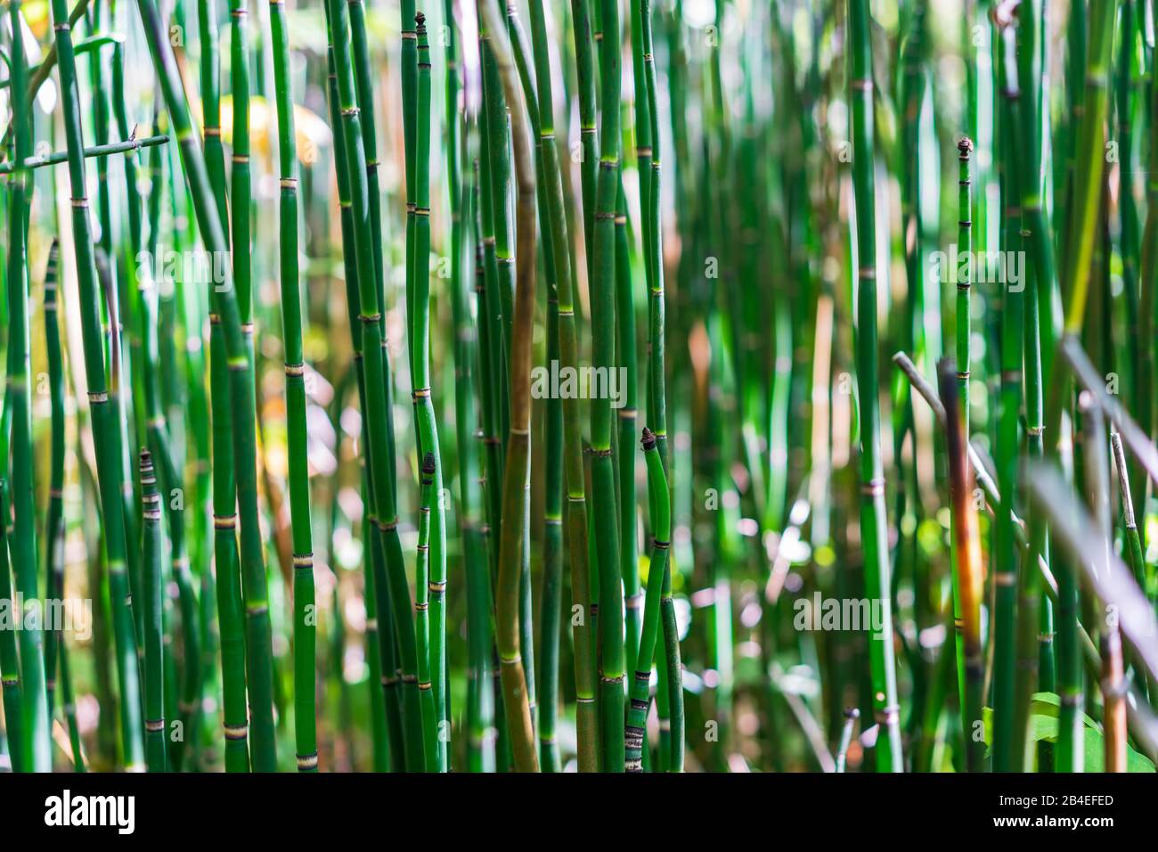 Bamboo grove in Chinese Gardens, Portland, Oregon Stock Photo