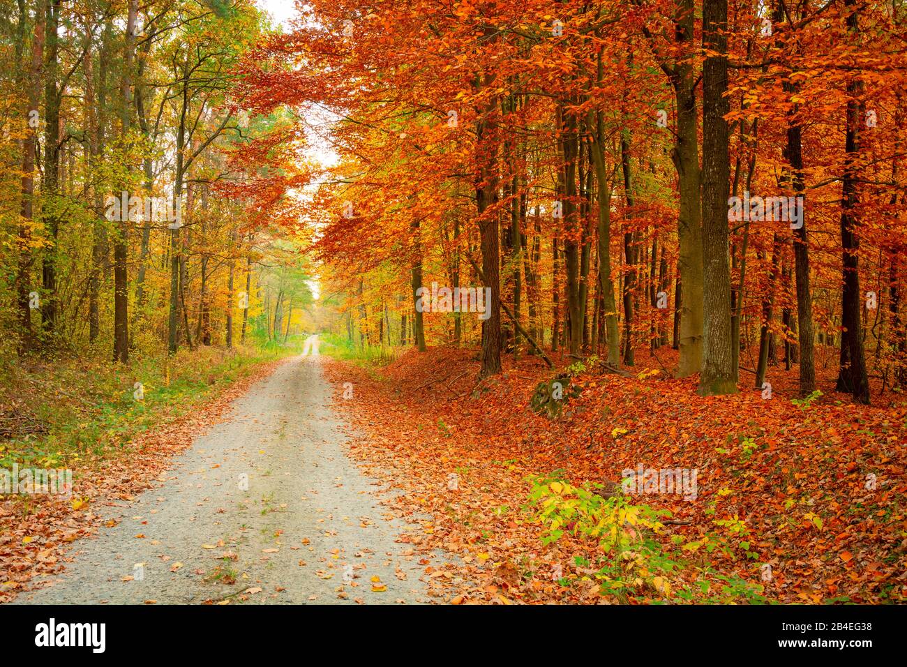 A straight road through a colorful autumn forest Stock Photo