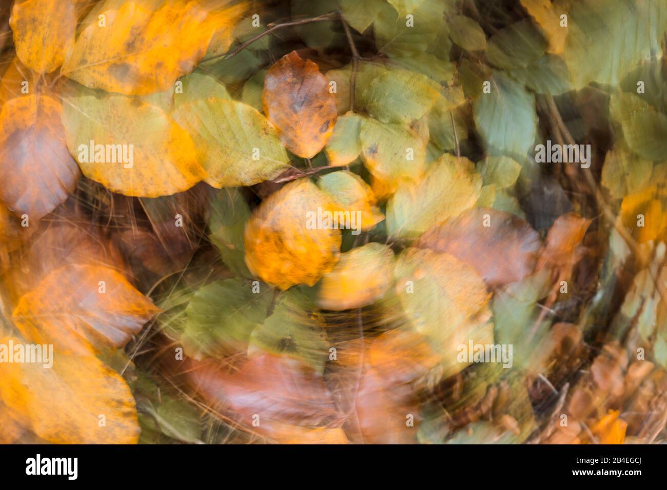 Southern beech leaves hi-res stock photography and images - Alamy