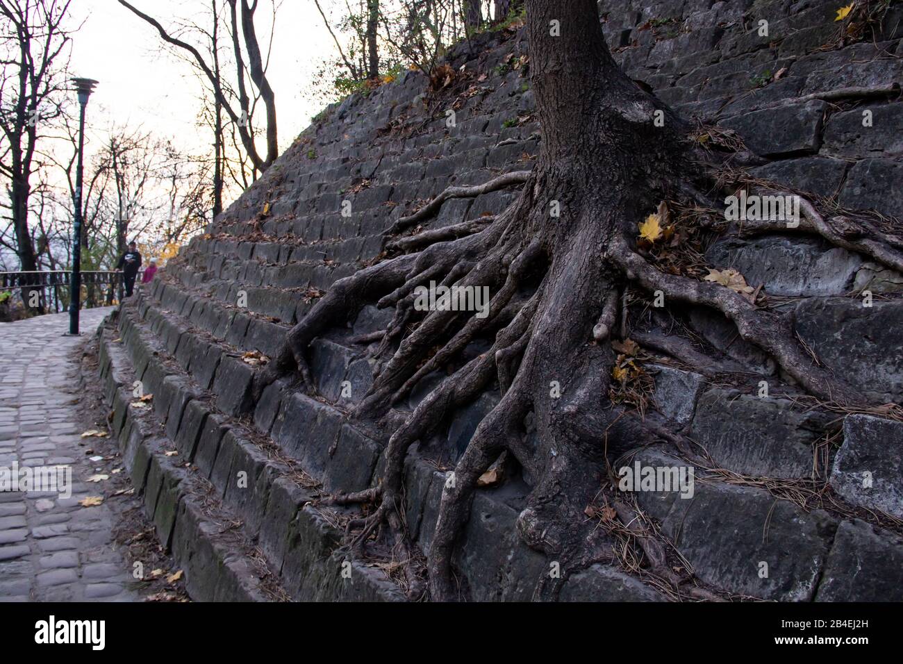 Tree roots clamber mossy stone stairs the roots of the tree grew into a stone wall, concept photo nothing is impossible Stock Photo