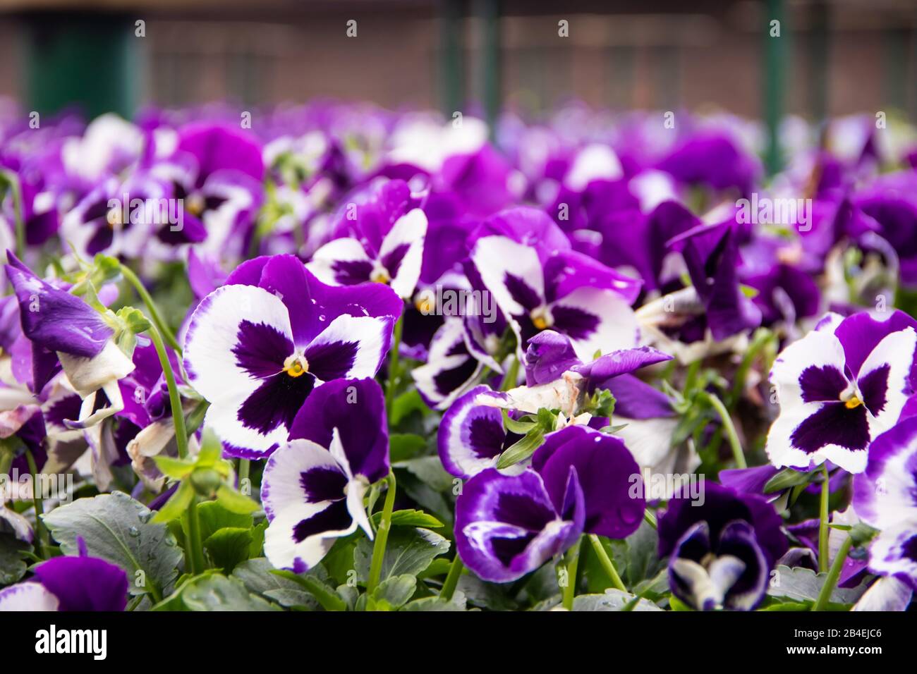 Close up of colorful violet viola flower in garden, spring flowerbed with a place for the inscription ith copyspace Stock Photo