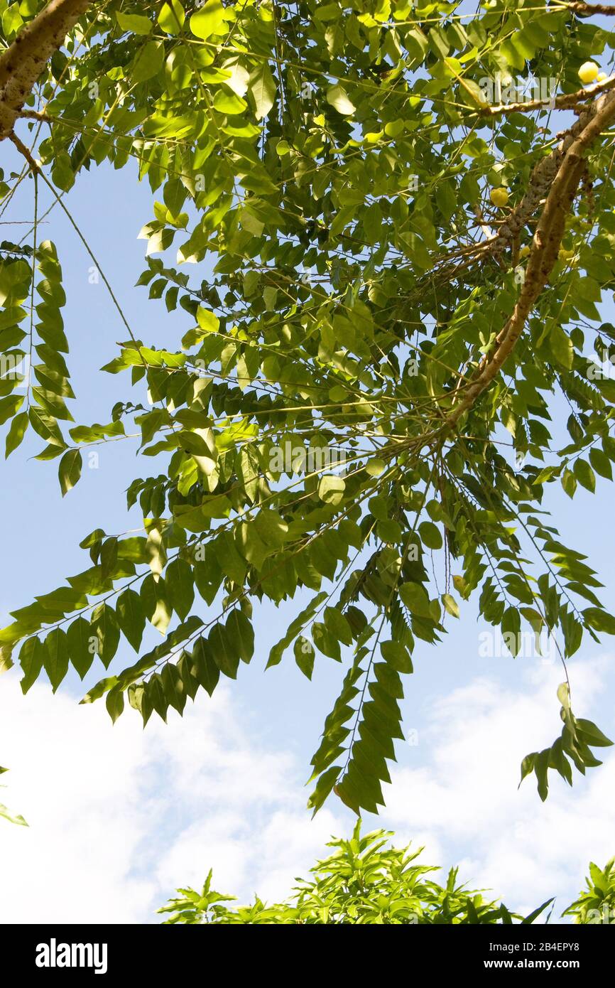 Grosella-asiática, Phyllanthus acidus, Grosella-Asian, Florianópolis, Santa Catarina, Brazil Stock Photo
