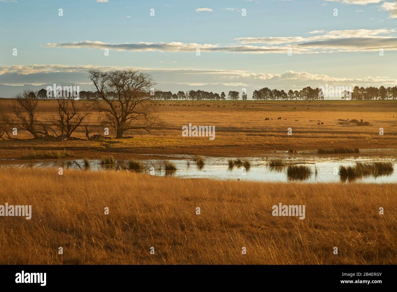 Evening mood over pasture land and ponds at Dalmore Farm near Bergville. View to the Drakensberg Stock Photo