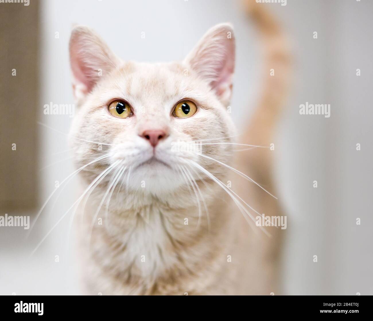 A buff tabby domestic shorthair cat with yellow eyes and long whiskers Stock Photo
