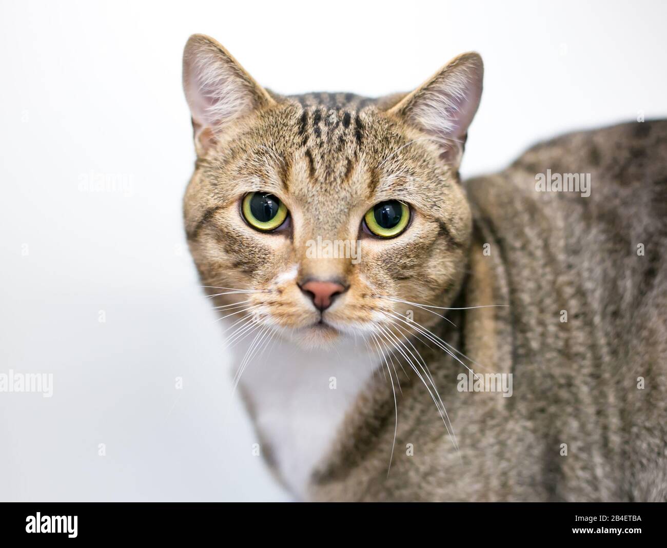 Short hair cheap domestic tabby