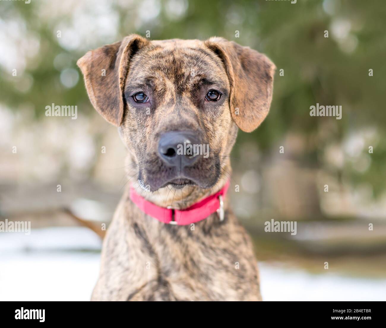 Brindle mixed cheap breed dogs