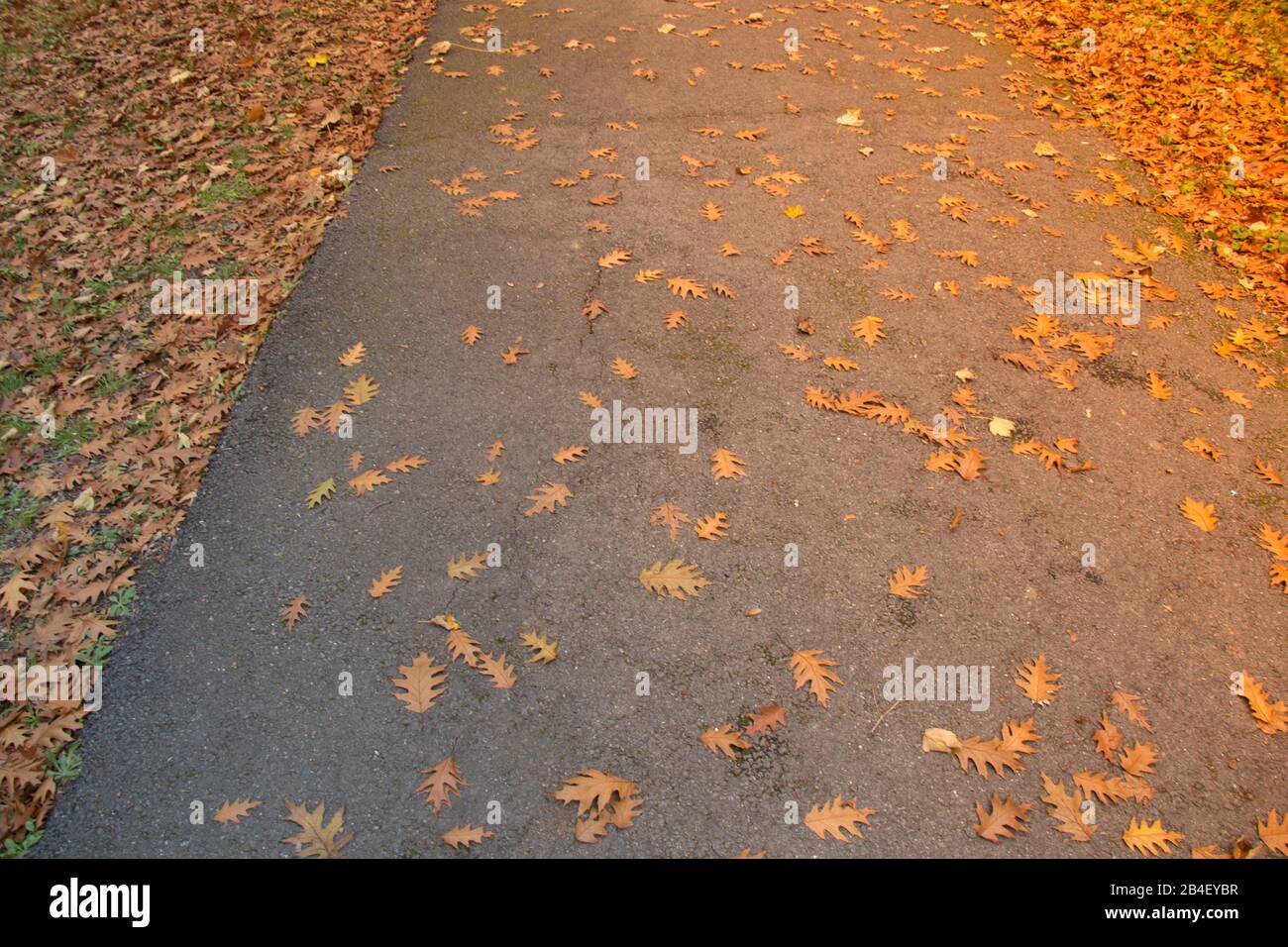 Beautiful dry leaves as an autumn background texture Stock Photo - Alamy