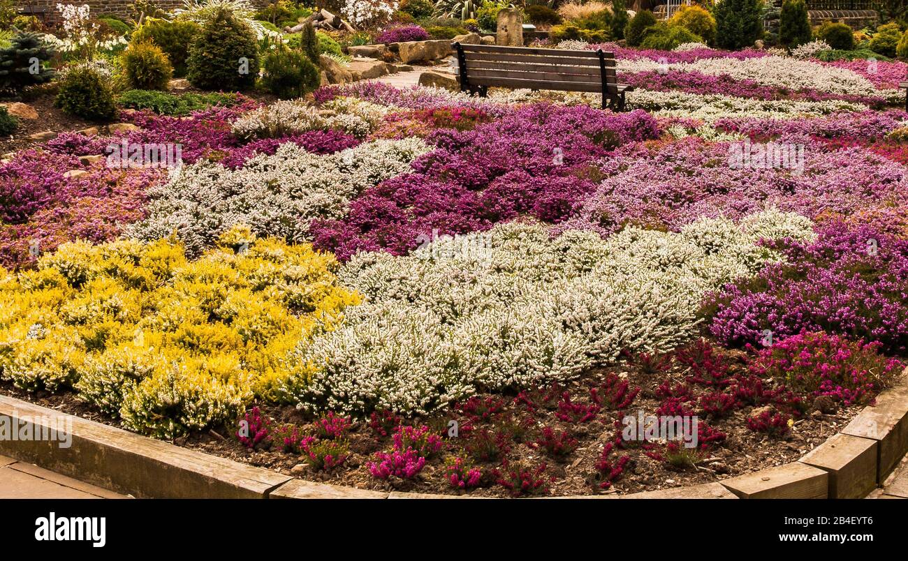 Mixed heather flower bed in a community garden. Stock Photo