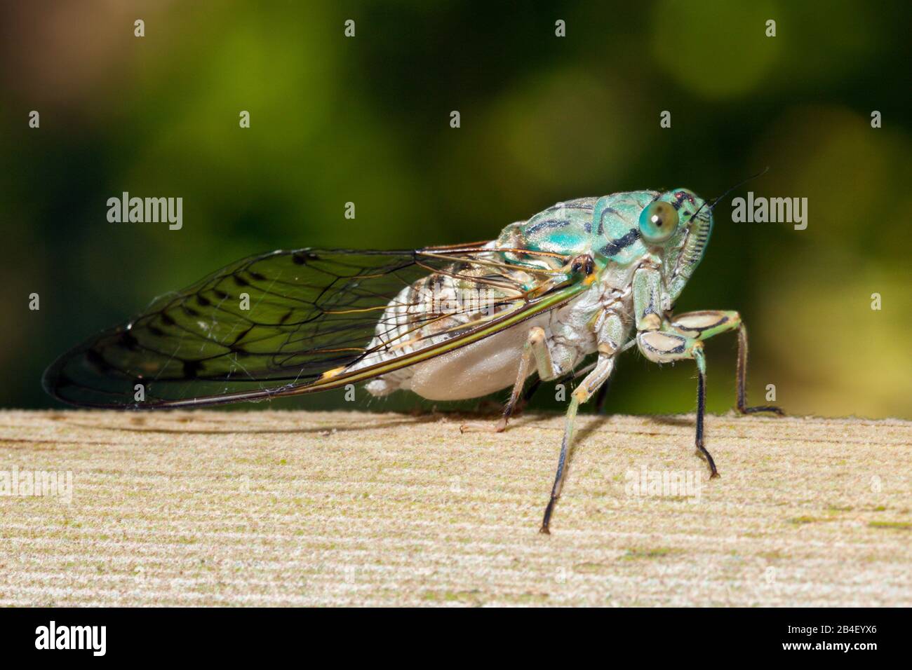 Cicada, Cicadidae, Tufi, Oro Province, Papua New Guinea Stock Photo