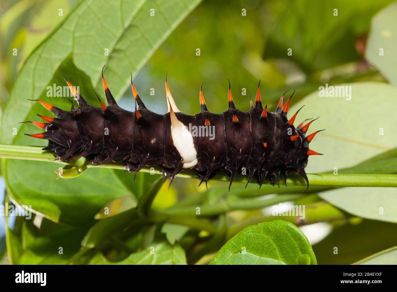 Caterpillar Queen Alexandras Birdwing, Ornithoptera alexandrae, Tufi, Oro Province, Papua New Guinea Stock Photo