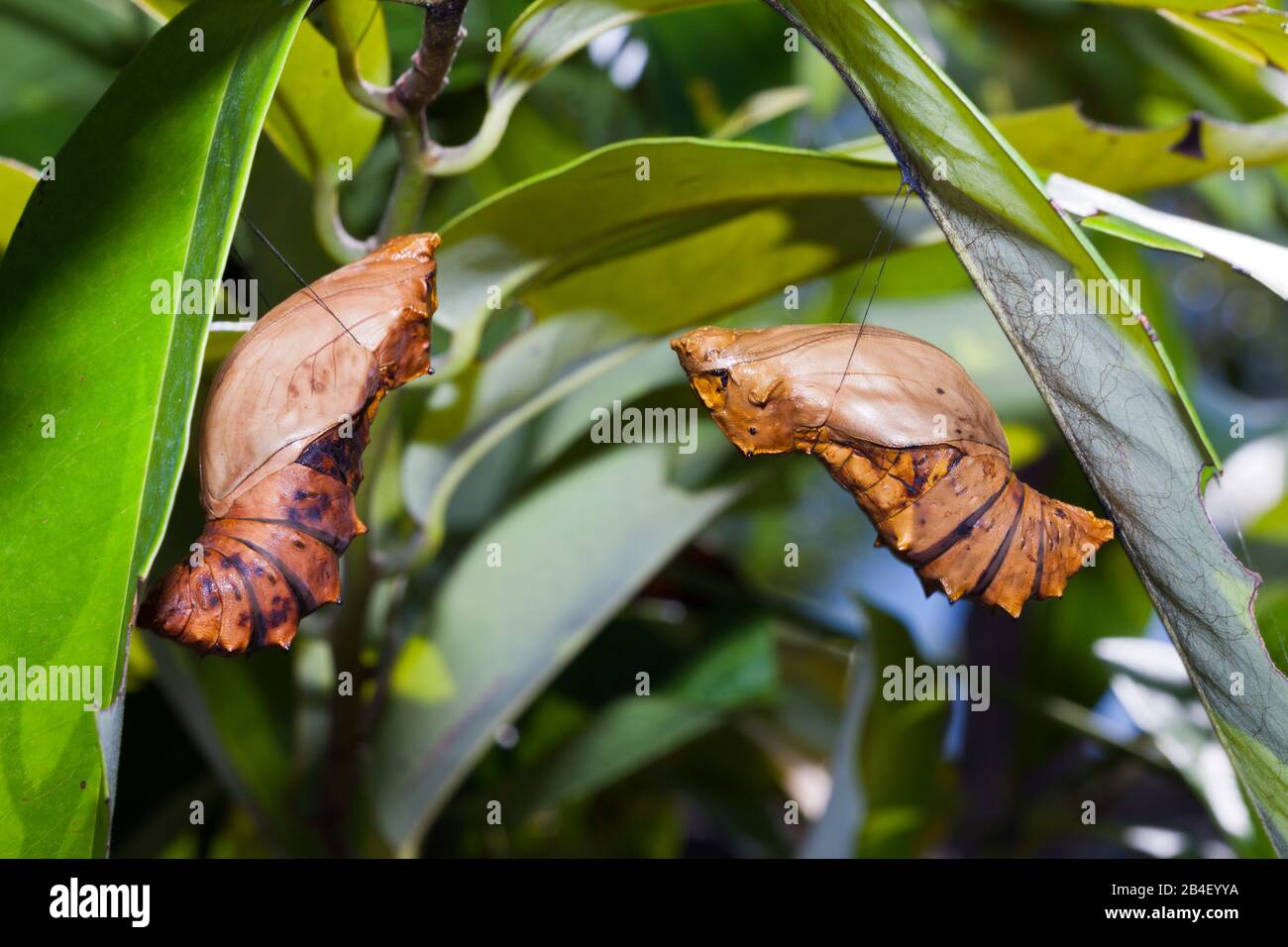 Larva of Queen Alexandras Birdwing, Ornithoptera alexandrae, Tufi, Oro Province, Papua New Guinea Stock Photo