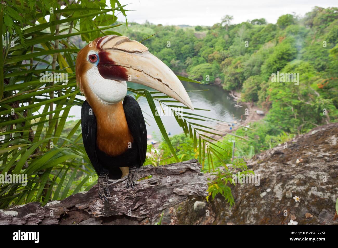 Papuan Hornbill, Rhyticeros plicatus, Tufi, Oro Province, Papua New Guinea Stock Photo