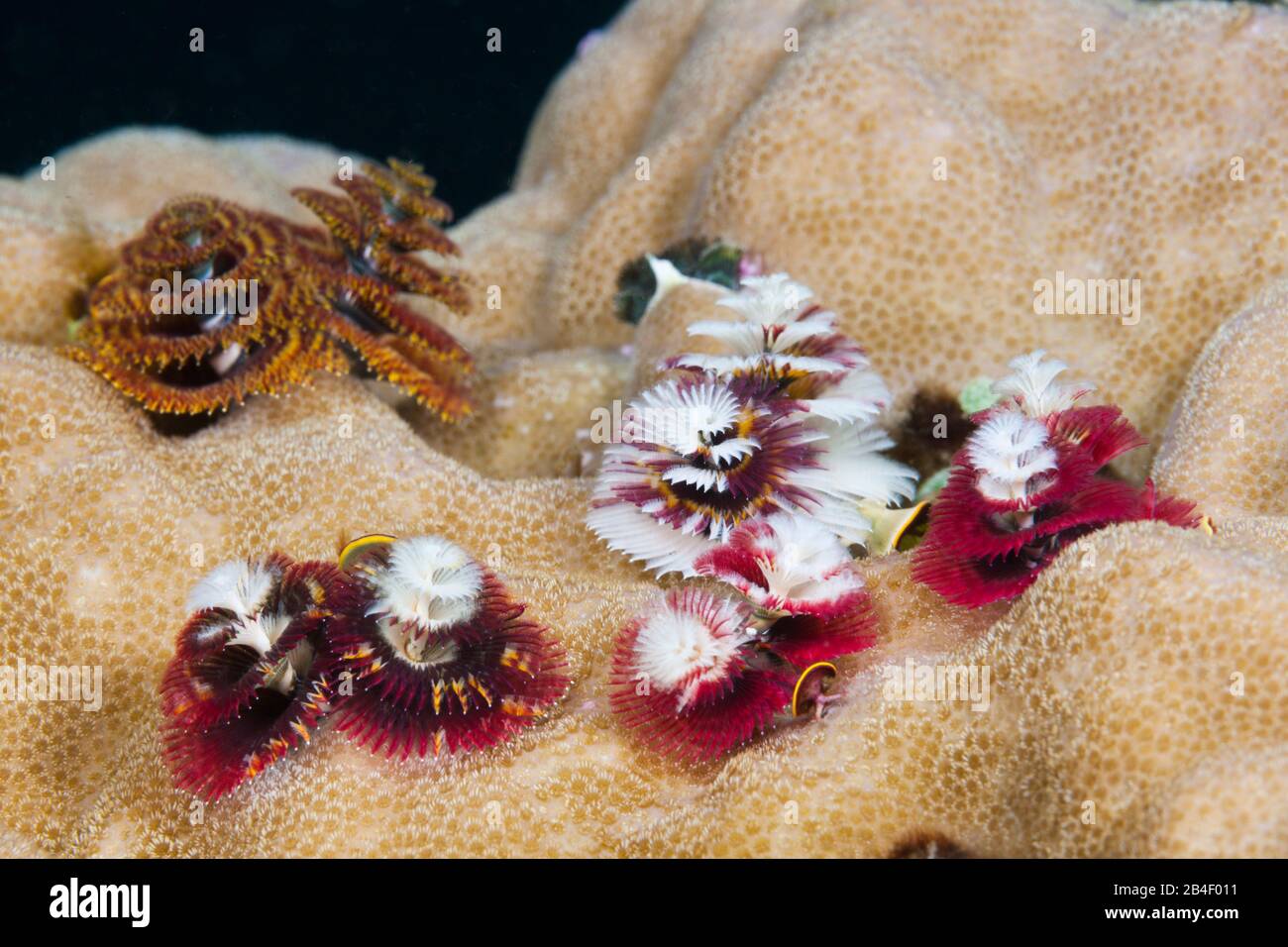 Colored Christmas-Tree-Worms, Spirobranchus giganteus, Tufi, Solomon Sea, Papua New Guinea Stock Photo