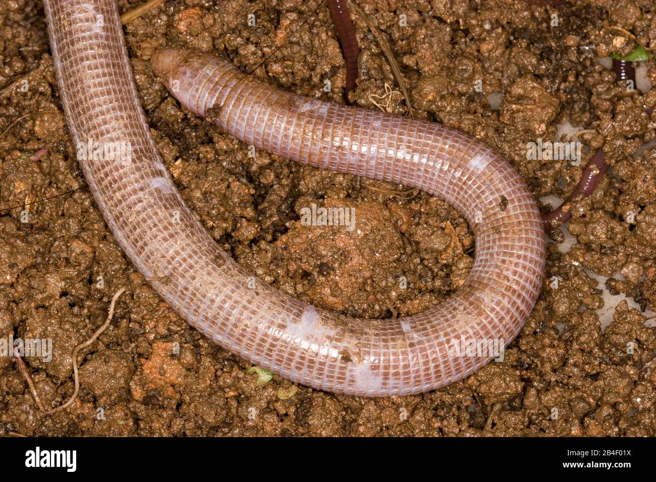 Cobra-de-duas-cabeças,  Snake-of-two-heads, amphisbaena vermicularis, São Paulo, Brazil Stock Photo